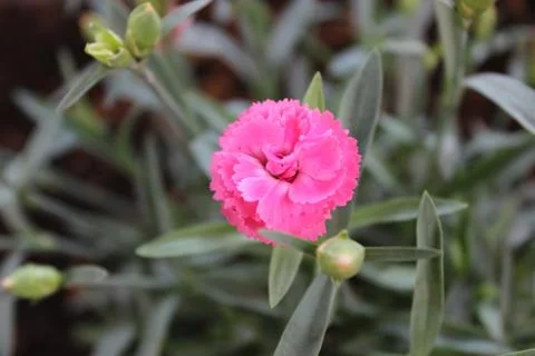 Close up of pink flower Foto stock