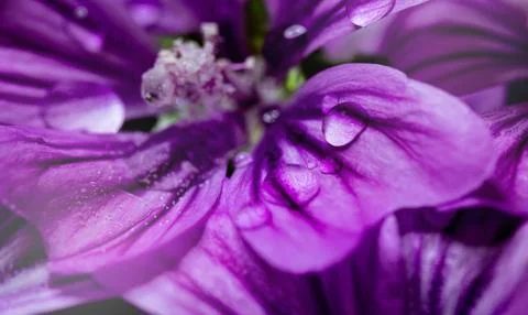 Close up of pink flower Foto stock