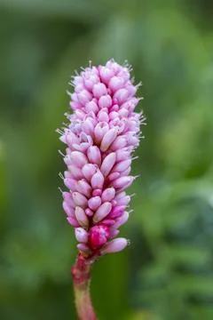 Close up of Pink Flower Stock Photos