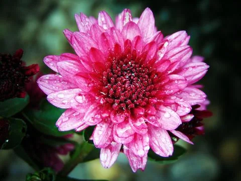 Close up of a pink flower Fotos Stock