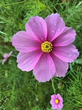 Close up of pink flower Stock Photos