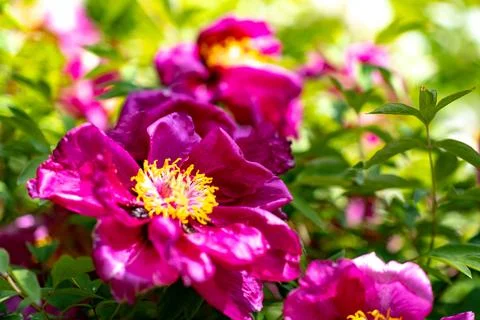 Close-up of pink flower 写真素材