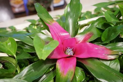 Close up pink flower plant	 Stock Photos