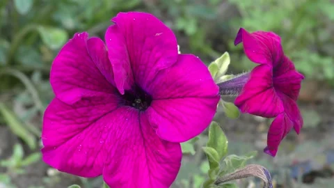 Close up of pink flower shaking in the wind Stock Footage 139878495