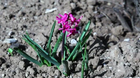 Close up of a pink flower in the spring Stock Footage 37228976