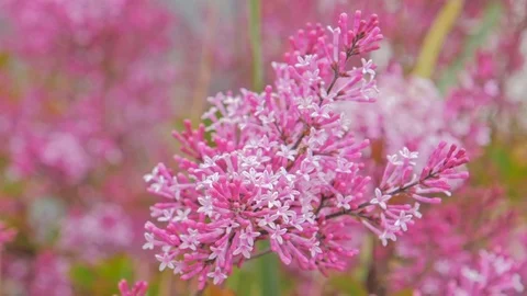 Close up of pink flower in spring time Stock Footage 108510405