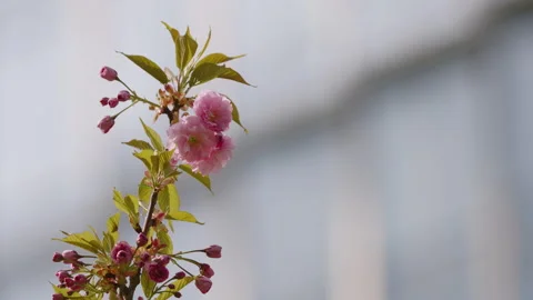 Close up of pink flower swaying in wind, blurred glass skyscraper background Vídeo Stock 333651664