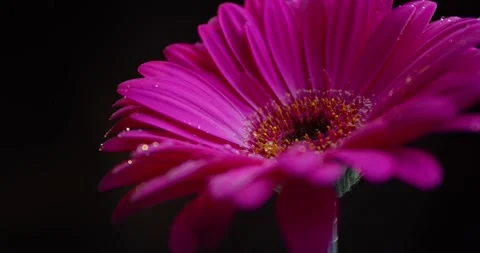 Close up of a pink flower under the rain, beautiful nature, 4k Stock Footage 141570322