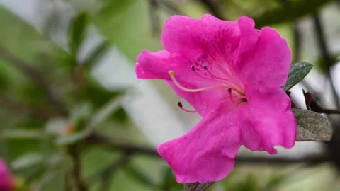 Close up on pink flowers of Azalea in spring. Stock Footage 248753749