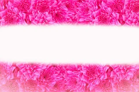 Close up pink flowers background Stock Photos