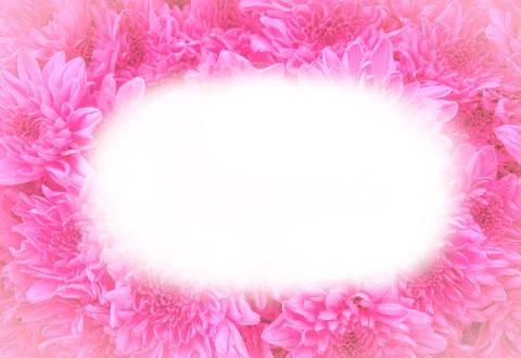 Close up pink flowers background Stock Photos