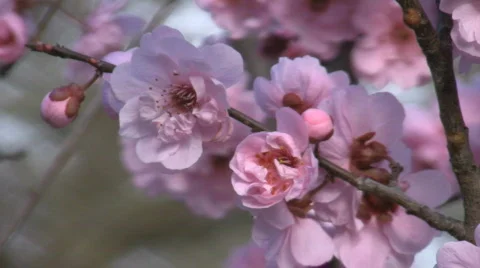 Close up of pink flowers Video stock 521409