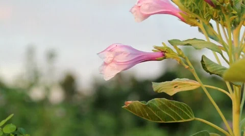 Close up pink flowers Stock Footage 749879