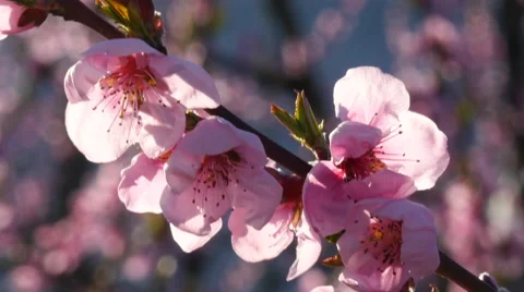 Close-up of pink flowers Video stock 64342309