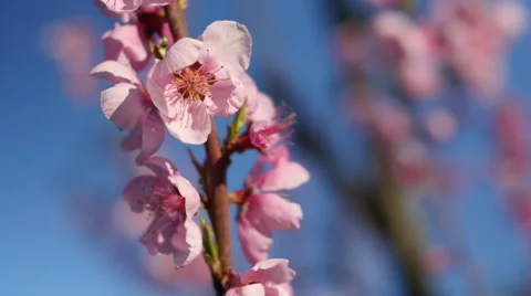 Close-up of pink flowers Video stock 64342319
