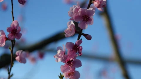 Close-up of pink flowers Video stock 64342358