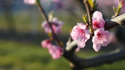 Close-up of pink flowers Stock Footage 64342359