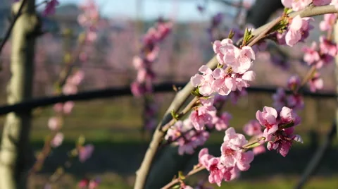 Close-up of pink flowers Video stock 64342429