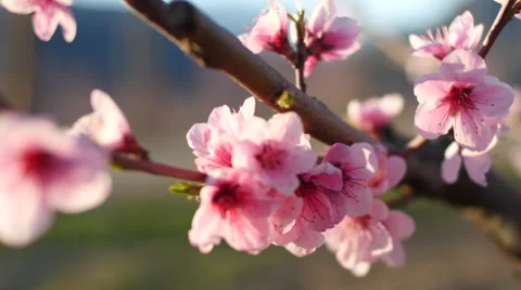Close-up of pink flowers 스톡 동영상 64342531