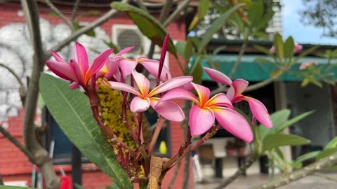 Close up of pink flowers Stock Footage 169509360