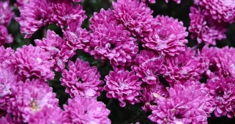 Close up of pink flowers Stock Footage 221557817
