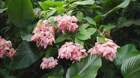 Close Up Of Pink Flowers Stock Footage 221828838