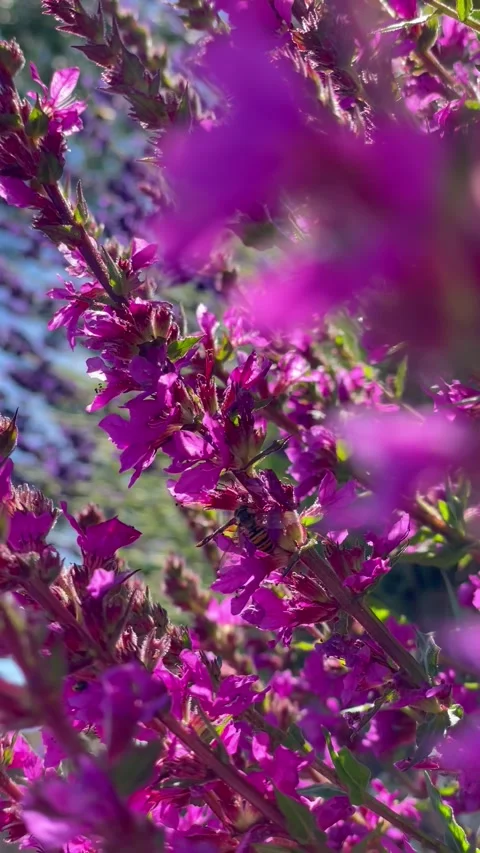 Close up pink flowers Video stock 325507496