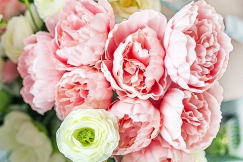 Close-up of pink flowers on a light background Stock Photos