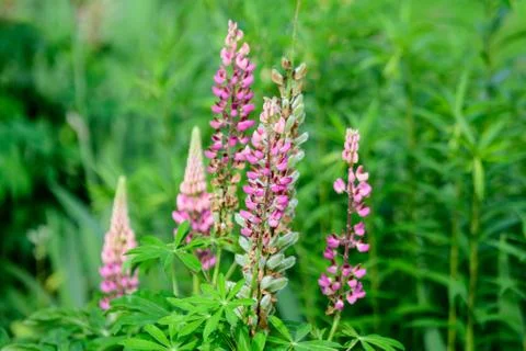 Close up of pink flowers of Lupinus, commonly known as lupin or lupine Stock Photos