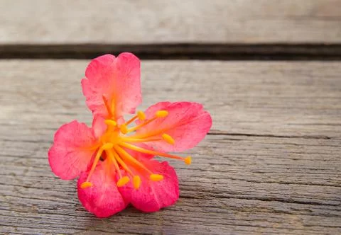 Close up pink flowers Stock Photos