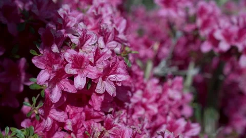Close up of pink flowers in the summer Stock Footage 311927883
