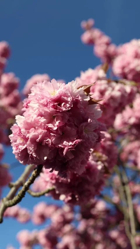 Close pink flowers in sunlight against clear blue sky Stock Footage 333510940
