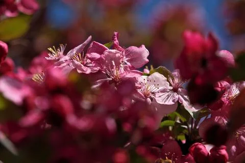 Close-up of pink flowers on a tree in spring Stock Photos
