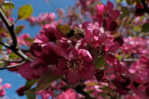 Close-up of pink flowers on a tree in spring Stock Photos