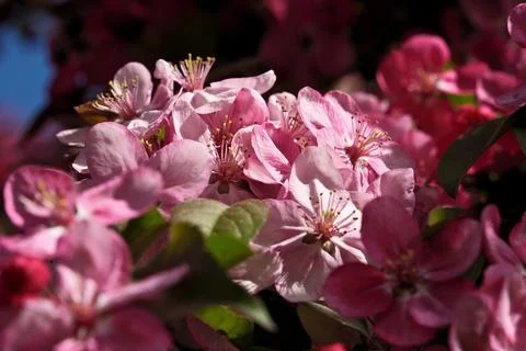 Close-up of pink flowers on a tree in spring Foto stock