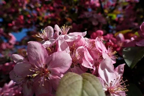 Close-up of pink flowers on a tree in spring Stock Photos
