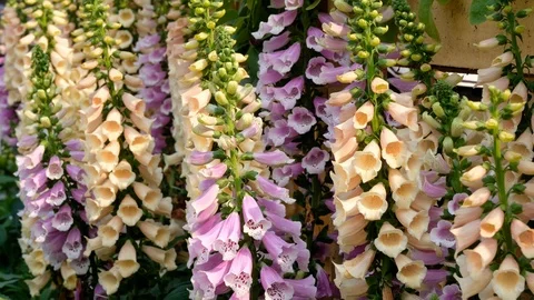 Close up of Pink Foxgloves (Digitalis Purpurea) Stock Footage 87685341