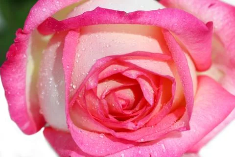 Close up pink fresh rose Stock Photos