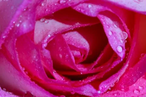 Close up pink fresh rose Stock Photos