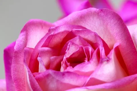 Close up pink fresh rose Stock Photos