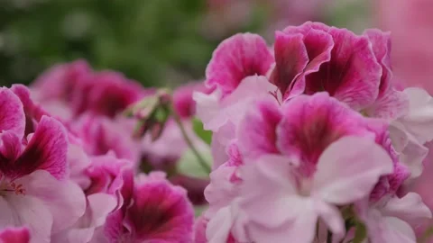 Close-up of pink geranium buds in a field in a botanical garden in spring. Stock Footage 141772779