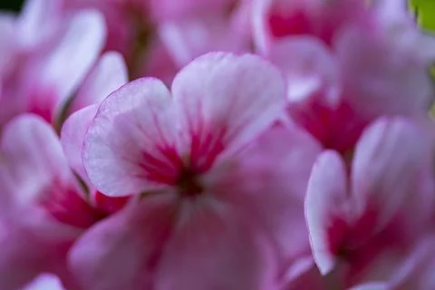 Close Up of Pink Geranium Flowers in Bloom Fotos Stock