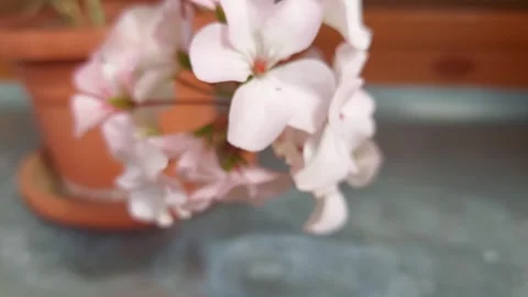 Close-up of pink geranium flowers blooming in a pot Stock Footage 333778659