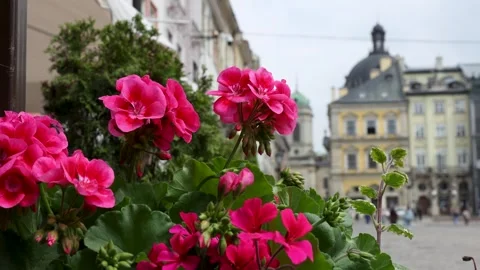 Close-up of pink geranium flowers blooming on a city street with blurred his Stock Footage 335222086