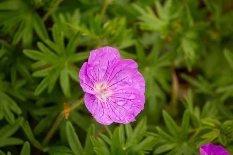A close-up of a pink geranium Stock Photos