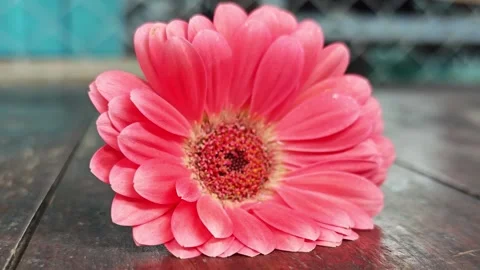 Close up of pink gerbera daisy flower on wooden table. Stock Footage 342319462
