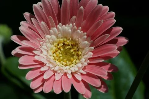 Close-up of Pink Gerbera Flower Bloom Stock Photos