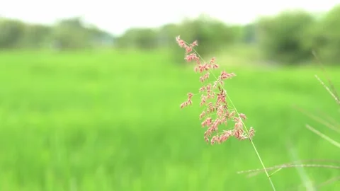 Close Up Pink Grass Called Rose Natal Grass Blowing by Wind Stock Footage 167154341