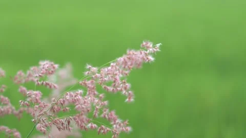 Close Up Pink Grass Called Rose Natal Grass Blowing by Wind Stock Footage 167154990