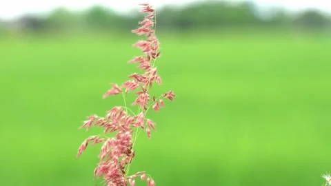 Close Up Pink Grass Called Rose Natal Grass Blowing by Wind Stock Footage 167155010